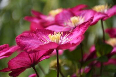 Close-up of pink flowering plant