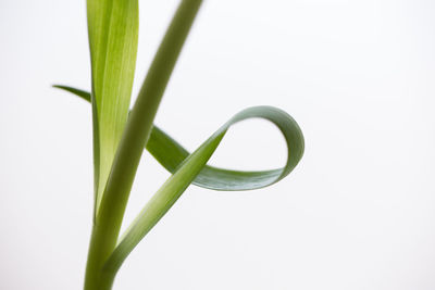 Close-up of green leaf against white background