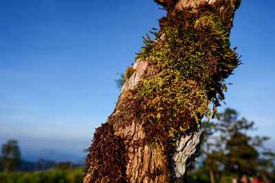 Close-up of tree trunk against clear blue sky