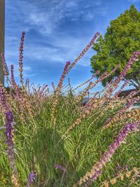 Scenic view of flowering plants on field against sky