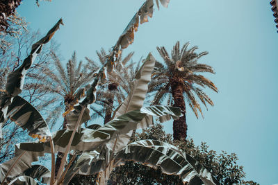 Low angle view of palm trees against sky