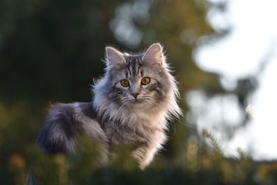 Close-up of cat outdoors