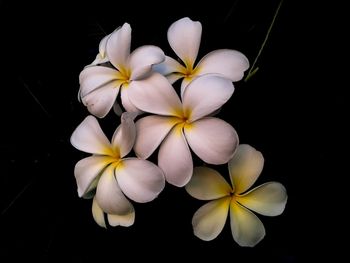 Close-up of frangipani flowers against black background