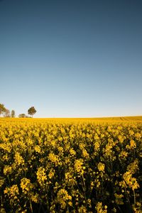 Scenic view of oilseed rape field against clear sky