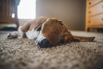 Dog lying on carpet at home