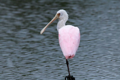 Close-up of bird in lake