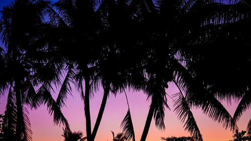 Low angle view of silhouette palm trees against sky at night