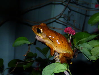 Close-up of frog on plant