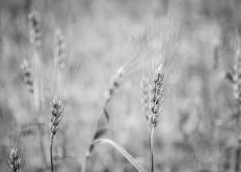 Close-up of wheat growing on field