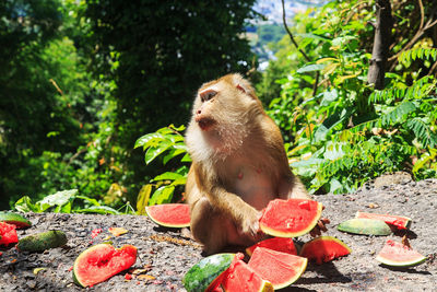 Monkey eating fruit on tree