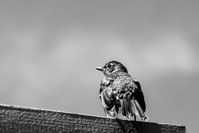 Close-up of bird perching