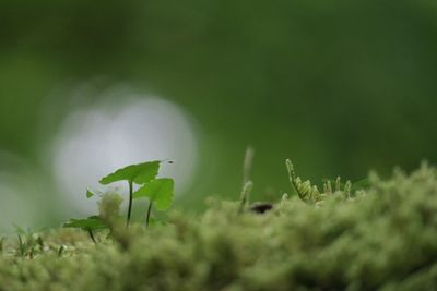 Close-up of plant