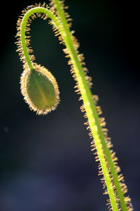 Close-up of plant over black background