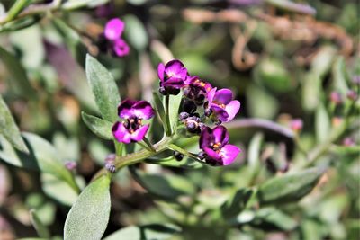 Close-up of purple flowers blooming outdoors