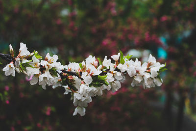 Close-up of white flowers blooming on tree
