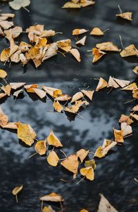 High angle view of autumn leaves on footpath