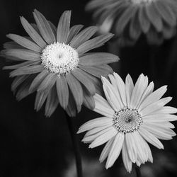 Close-up of flower blooming