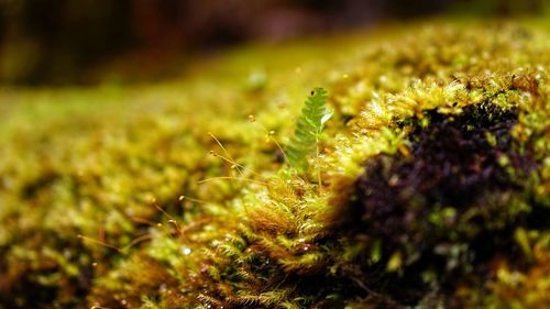 Close-up of plant growing on field