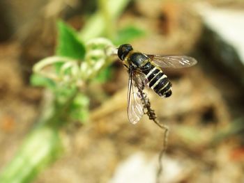 Close-up of insect on plant