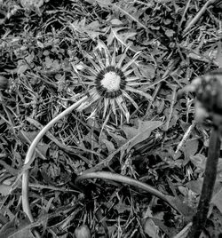 High angle view of flowers on field