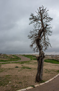 Bare tree on field against sky