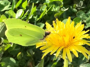 Close-up of insect on yellow flower