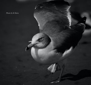 Close-up of seagull perching on rock