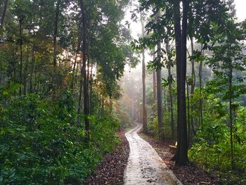 Road amidst trees in forest