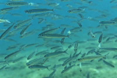 Close-up of fishes swimming in sea