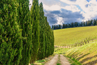 Scenic view of agricultural field against sky