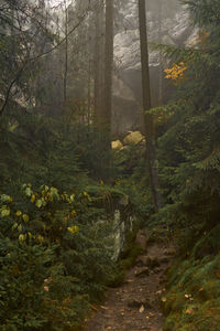 Trail amidst trees in forest