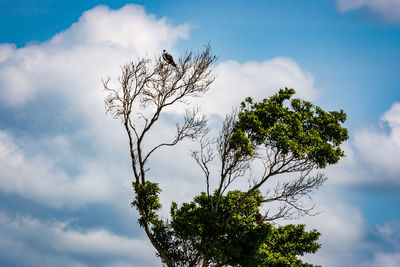 Low angle view of bird perching on tree against cloudy sky