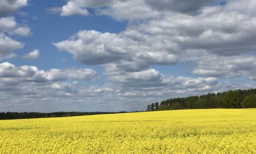 Scenic view of field against cloudy sky