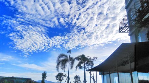 Low angle view of palm trees against blue sky