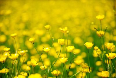 Close-up of yellow flowers blooming in field