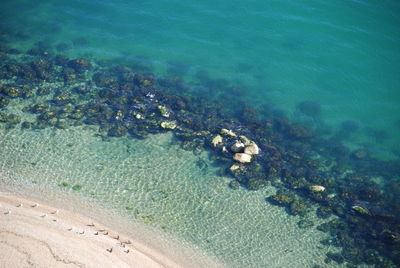 High angle view of turtle in sea