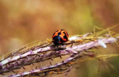 Close-up of ladybug on purple flower