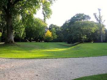 Trees growing in park against clear sky