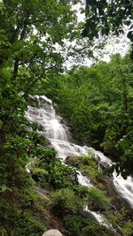 Scenic view of waterfall in forest