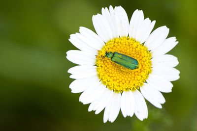 Close-up of daisy