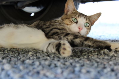 Close-up portrait of a cat