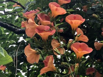 Close-up of red flowering plant