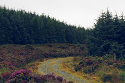 Scenic view of forest against sky