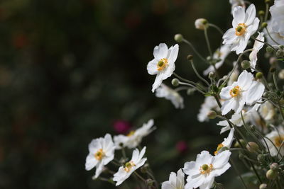 Close-up of white cherry blossoms in spring