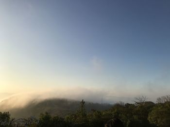 Trees on landscape against sky during sunset