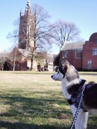 Dog looking away on field