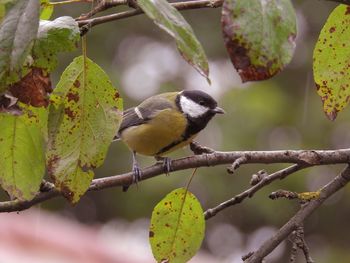 Great tit perching on branch