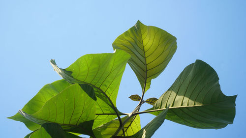 Low angle view of plant against clear blue sky