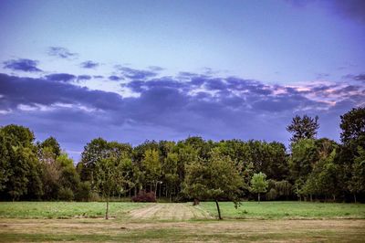 Trees on field against sky