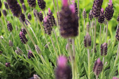 Close-up of purple flowers blooming in field